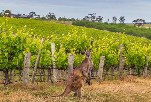 Das McLaren Vale auf der Fleurieu Peninsula, dort wo man die australische Tierwelt direkt von einem Weingut aus beobachten kann © SATC / Karen Smith