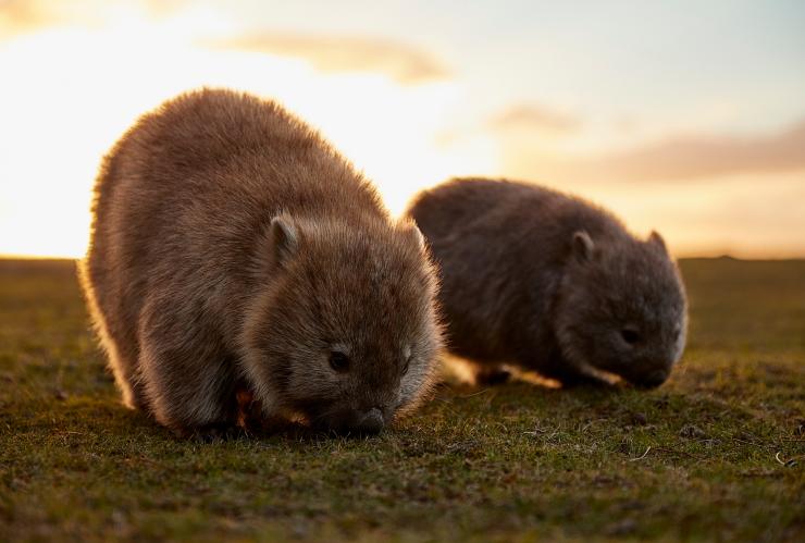 Auf dem Maria Island Walk kannst du Wombats in freier Wildbahn erleben © Tourism Australia