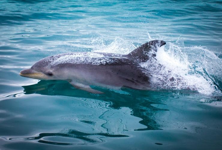 Vor der Küste von Maria Island bekommst du auch den ein oder andern Delfin zu Gesicht © Maria Island Walk / Great Walks of Australia