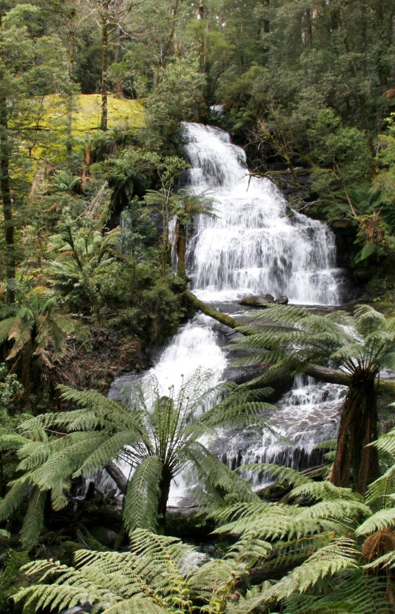 Auf zu den Otways © Great Ocean Road Marketing