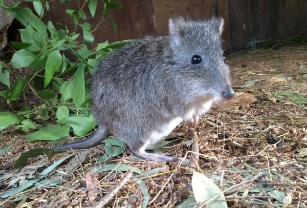 Ein Long-nosed Potoroo © Wildlife Wonders