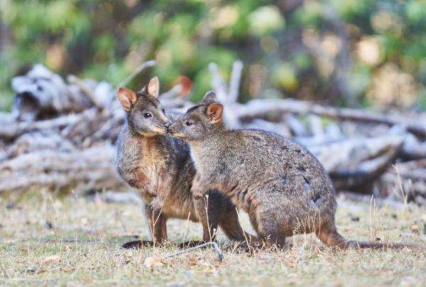 Bei einer Tour mit Wildlife Wonders kannst du auch einen Blick auf die seltenen Filander erhaschen © Regent Photography / Wildlife Wonders 