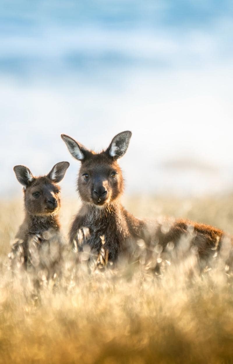 Reise auf die Insel der Kängurus © Ben Goode / South Australian Tourism Commission