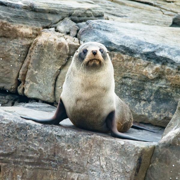 Am Admirals Arch triffst du auch die heimlichen Stars der Insel, die langnasigen Pelzrobben © Exceptional Kangaroo Island