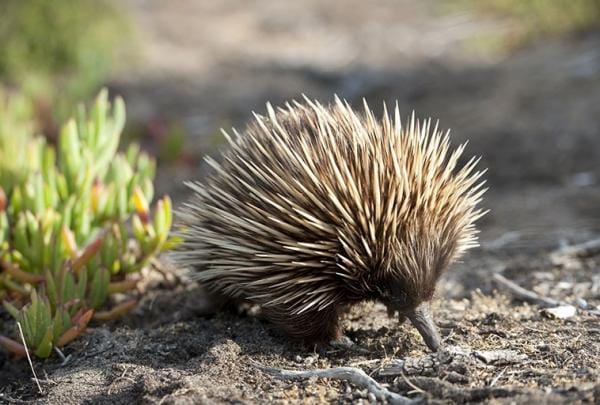 Auf Kangaroo Island kannst Du mit etwas Glück Echidnas in freier Wildbahn sehen © South Australian Tourism Commission