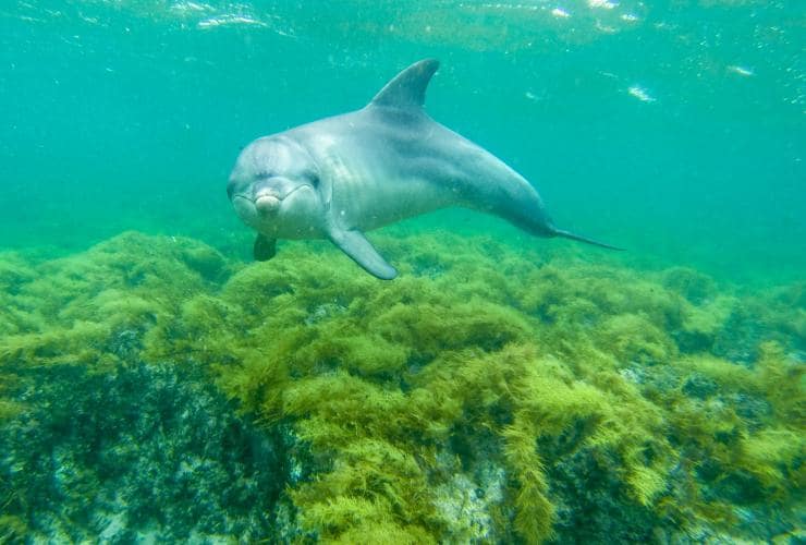 Direkt vor der Küste kannst du mit Delfinen schwimmen © Tourism Australia