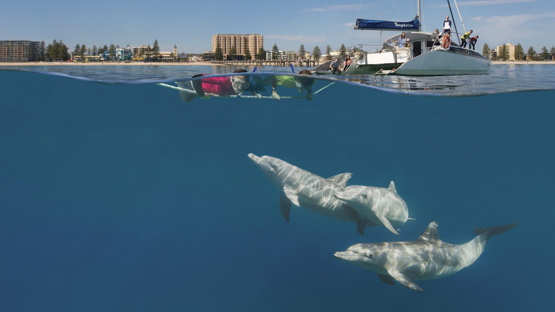 Bei einem Segelausflug vor der Küste Adelaide’s kannst du mit Delfinen schwimmen @ SATC