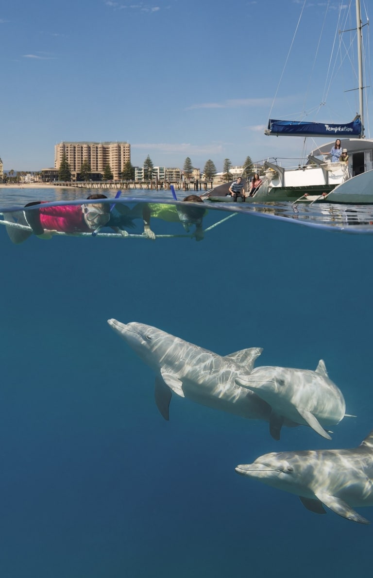 Bei einem Segelausflug vor der Küste Adelaide’s kannst du mit Delfinen schwimmen @ SATC