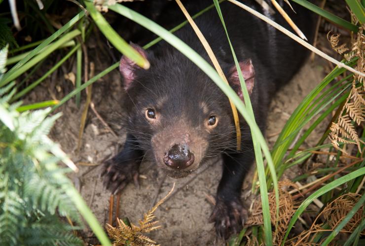 Diesen kleinen Racker, einen Tasmanischer Teufel, kannst du mit etwas Glück in der Wildnis Tasmaniens sehen © Tourism Tasmania