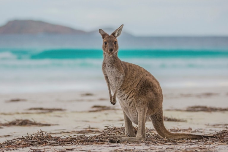 Lucky Bay, Cape Le Grand National Park, Westaustralien © Greg Snell, Tourism Western Australia