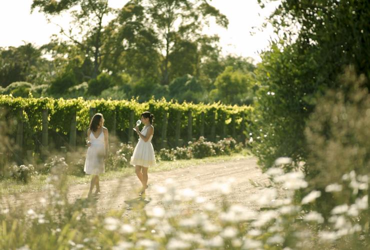 Montalto Vineyard and Olive Grove, Mornington Peninsula, Victoria © Visit Victoria