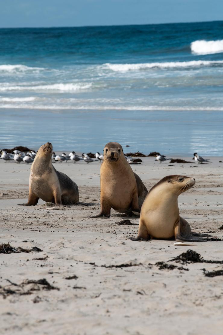Seal Bay, Kangaroo Island, Südaustralien © Tourism Australia