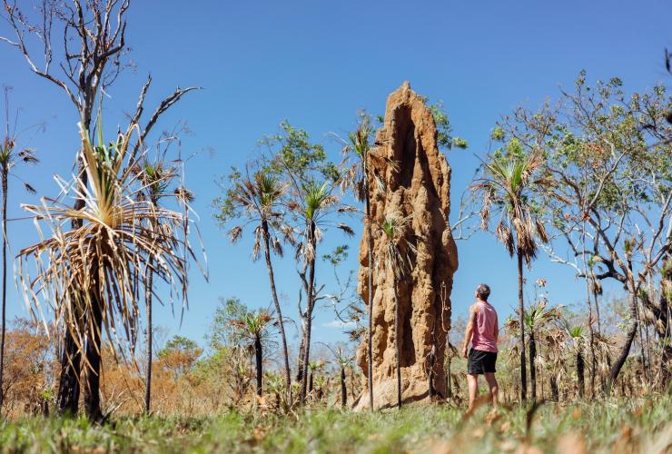 Mann betrachtet die Cathedral Termite Mounds im Litchfield National Park, Northern Territory © Tourism NT, Jackson Groves