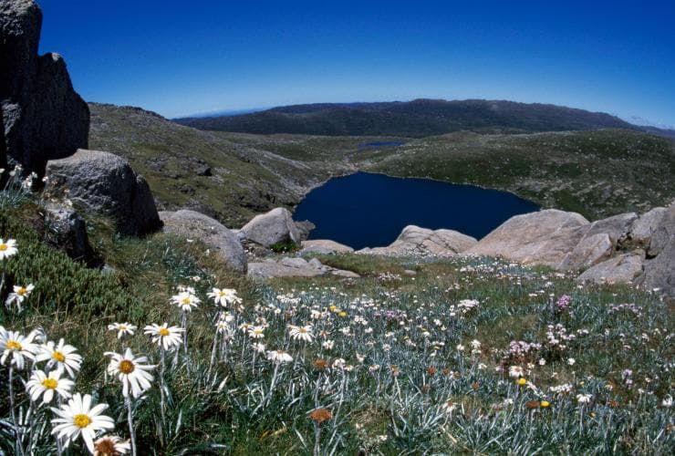  Blühende Blumen an einem Aussichtspunkt im Kosciuszko National Park © Tourism Australia