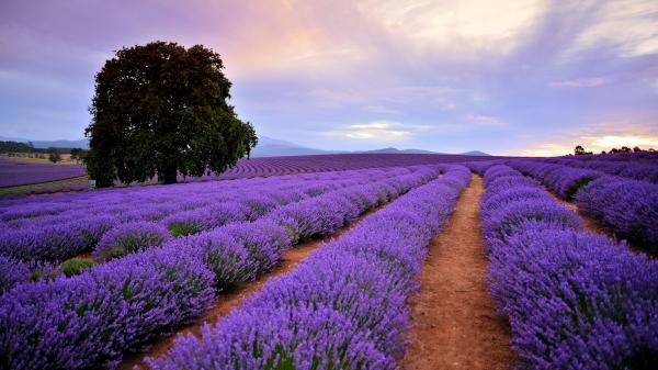 Bridestowe Lavender Estate, Nabowla, Tasmanien © Bridestowe Lavender Estate