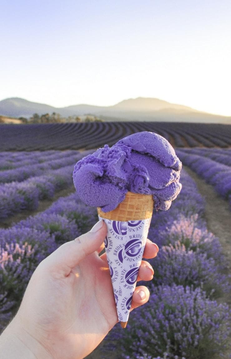 Bridestowe Lavender Estate, Nabowla, Tasmanien © Bridestowe Lavender Estate