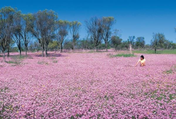 Wildblumen in Blüte, Turquoise Coast, Westaustralien © Tourism Western Australia