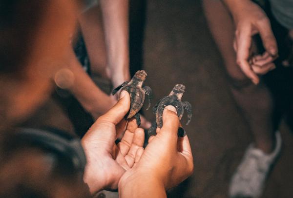 Mon Repos Turtle Centre, Bundaberg, Queensland © Tourism and Events Queensland