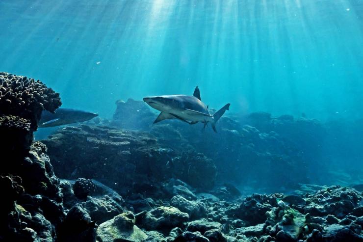 A shark swimming above coral reef near Lady Elliot Island in Queensland © James Vodicka