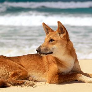 Dingo, Fraser Island, QLD © Tourism Australia