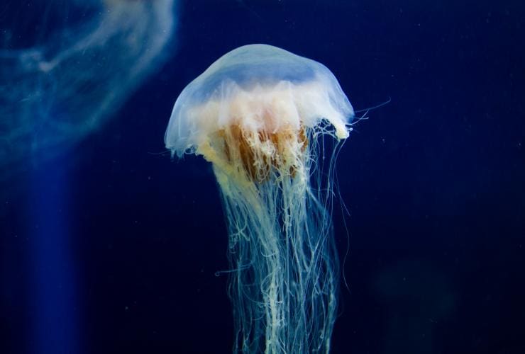 Jellyfish at Melbourne Aquarium © Roberto Seba