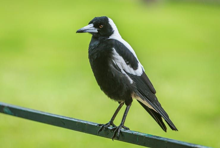 A magpie sitting on a steel bar © Chris Stenger/Unsplash