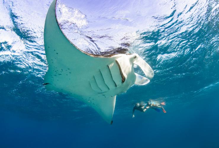 Snorkelers swim next to a manta ray on Lady Elliot Island © Tourism and Events Queensland