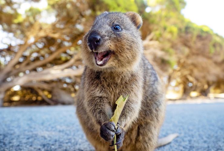 Quokka, Rottnest Island, WA © Tourism Australia