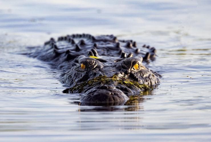 Crocodile, Kakadu National Park, Northern Territory © Tourism Australia