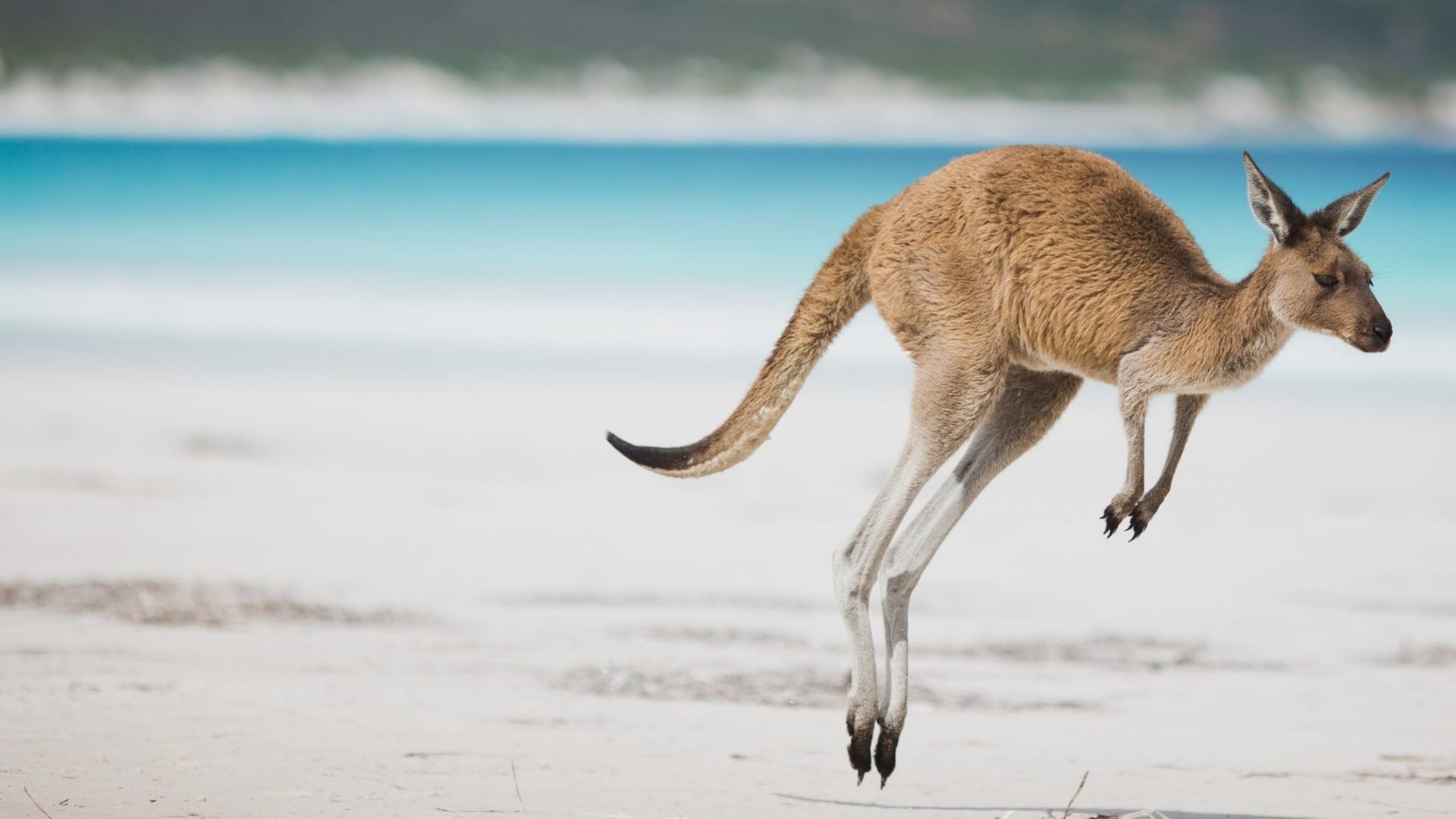 Kangaroo, Lucky Bay, Esperance, WA © Australia’s Golden Outback