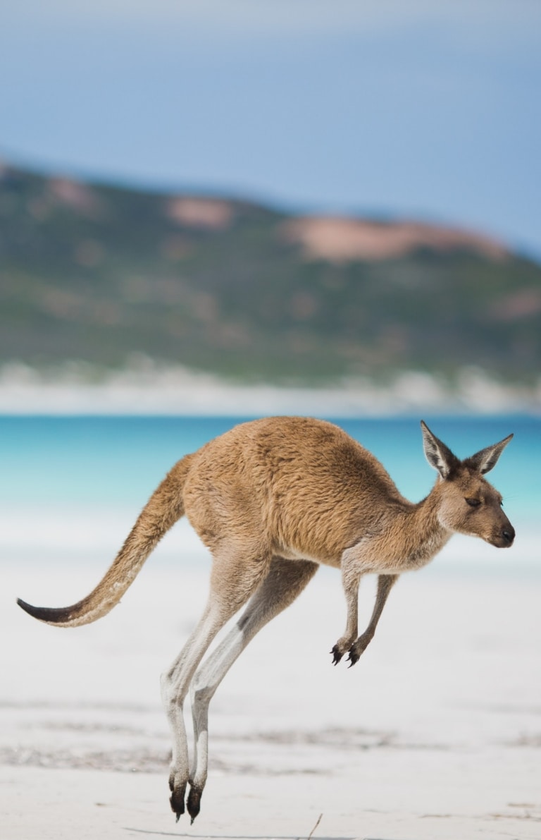 Kangaroo, Lucky Bay, Esperance, WA © Australia’s Golden Outback