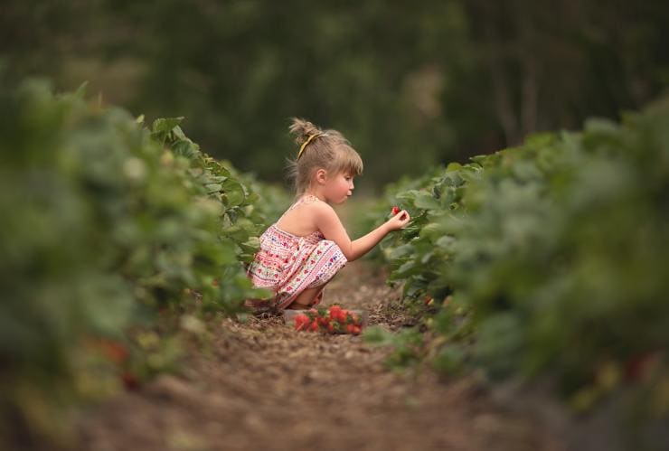 Beerenberg Farm, Adelaide Hills, South Australia © Megan Crabb