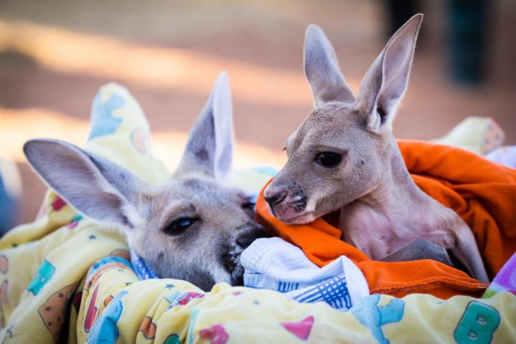 The Kangaroo Sanctuary, Alice Springs, Northern Territory © Tourism NT/Matt Cherubino