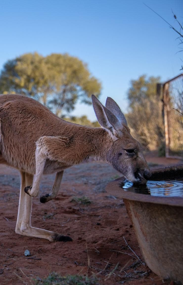 Kangaroo Sanctuary, Alice Springs, Northern Territory © Tourism Australia