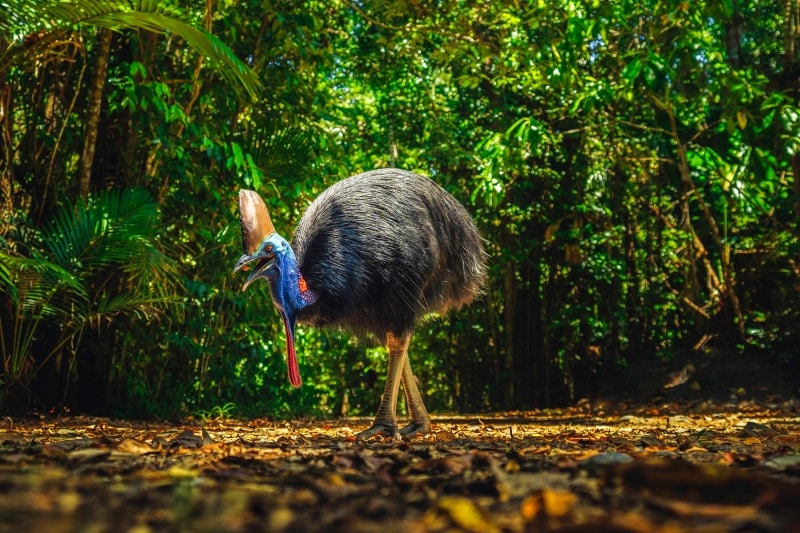 Cassowary in Daintree Rainforest, Queensland © Tourism and Events Queensland