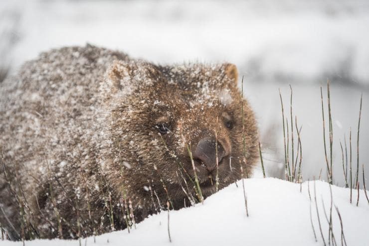 Wombat in snow, Cradle Mountain, Tasmania © Paul Fleming