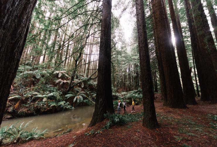 Californian Redwoods, Beech Forest, VIC © Great Ocean Road Tourism