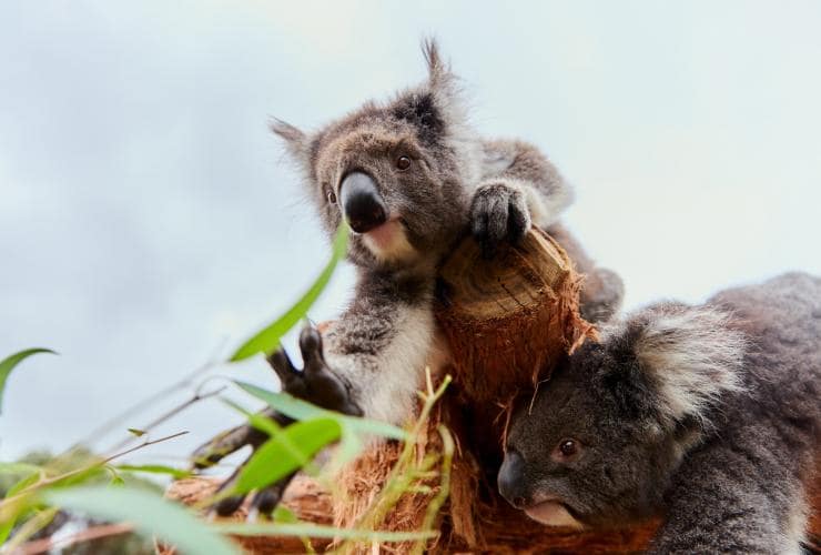 Koalas, Ballarat Wildlife Park, VIC © Tourism Australia/Visit Victoria