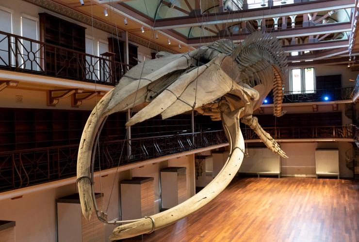 Blue whale skeleton at the WA Museum Boola Bardip in Perth © WA Museum, photo by Michael Haluwana, Aeroture