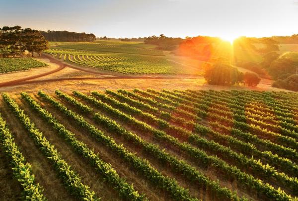 Leeuwin Estate, Margaret River region, WA © Leeuwin Estate