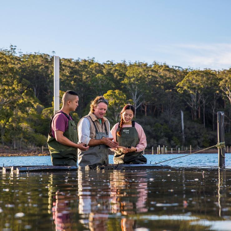 Captain Sponge's Magical Oyster Tour, Pambula River, New South Wales © Destination NSW