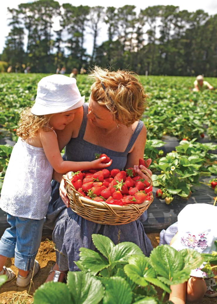 Fruit picking at the Sunny Ridge Strawberry Farm © Visit Victoria