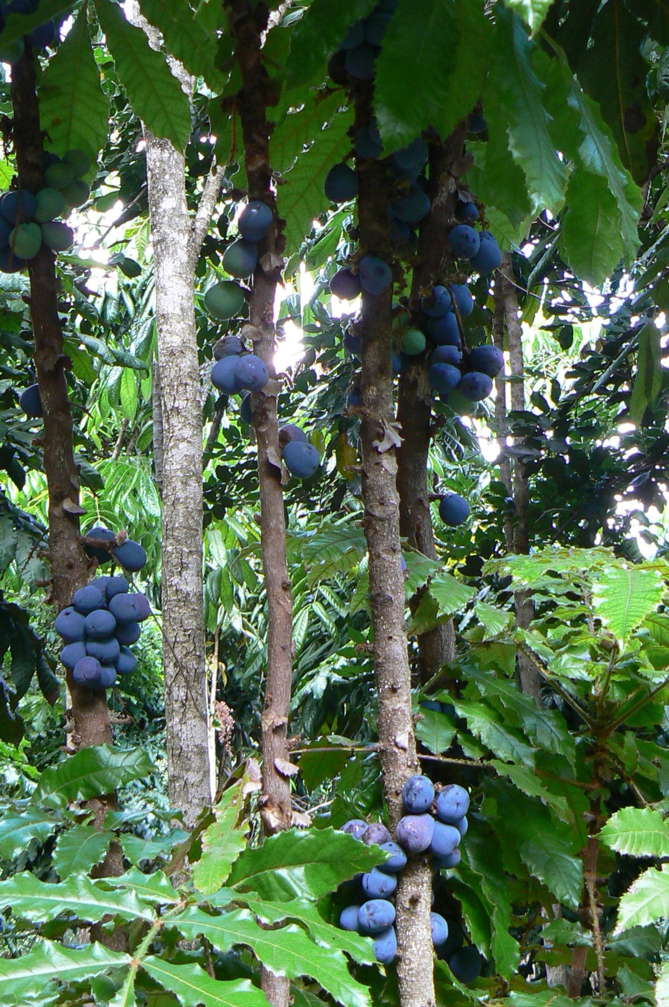 Davidson Plum orchard in Nambucca Valley © Spirit of the Rainforest/Calumn Hockey