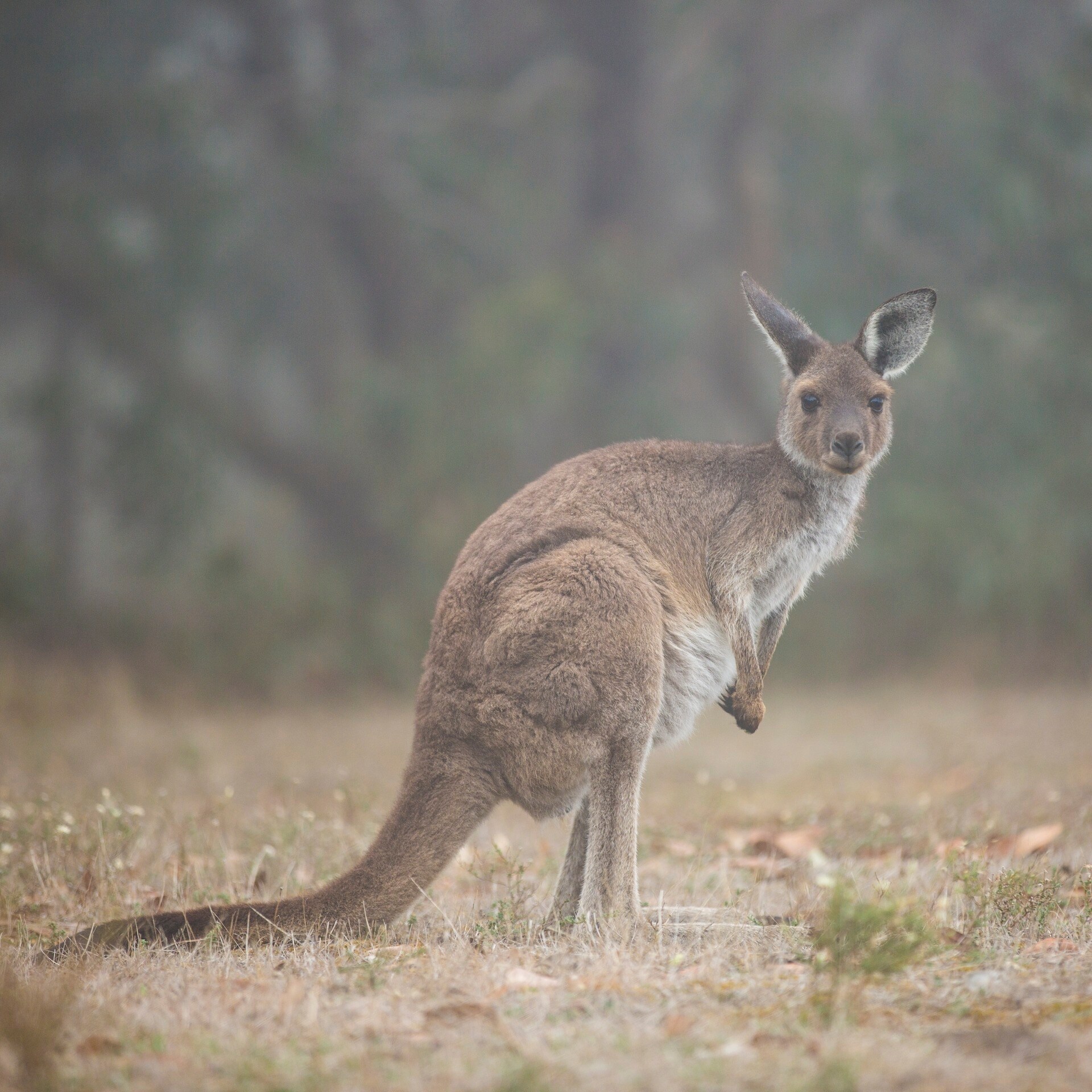 Kangaroo in grassland on Kangaroo Island © South Australian Tourism Commission