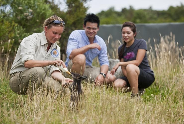 Couple with a ranger feeding baby swamp wallaby at the Great Ocean Eco Lodge © Visit Victoria