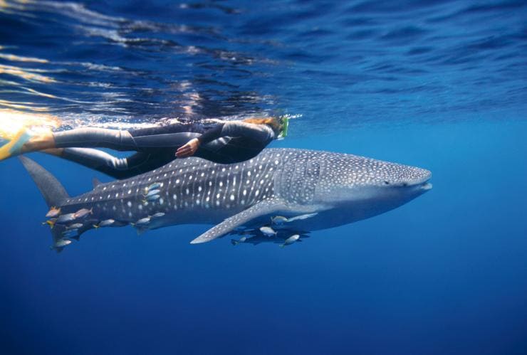 Woman with snorkel swims next to a whale shark in Ningaloo Reef © Tourism Australia