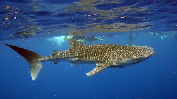  Whale shark, Exmouth Dive & Whalesharks Ningaloo, Ningaloo Marine Park, WA © Exmouth Diving Centre