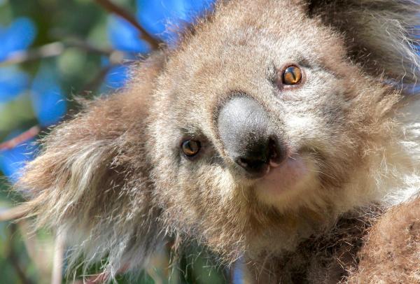 Koala, Echidna Walkabout Nature Tours, You Yangs, VIC © Echidna Walkabout Nature Tours
