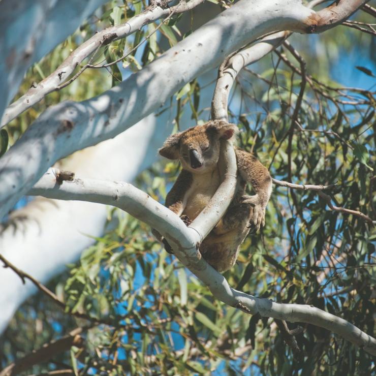 Koala in tree, Noosa National Park, QLD © Tourism and Events Queensland