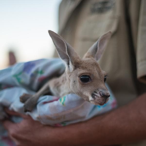 A kangaroo joey snuggled in blankets at The Kangaroo Sanctuary © Tourism NT/Matt Glastonbury 2017